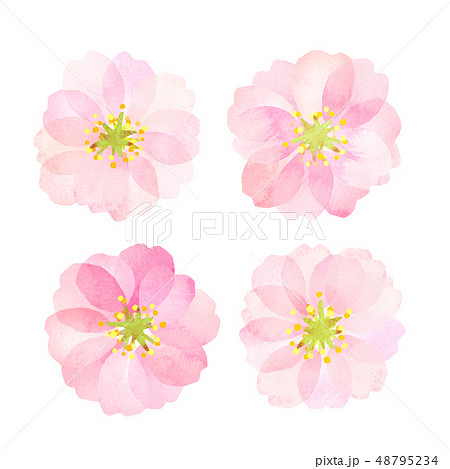 八重桜　梅　水彩風　テクスチャー 48795234