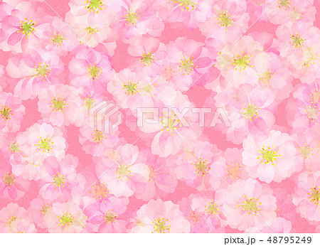 八重桜　梅　水彩風　テクスチャー 48795249
