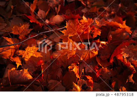Autumn leaves close up on sun background 48795318
