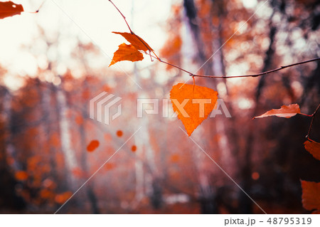 Autumn leaves close up on sun background 48795319