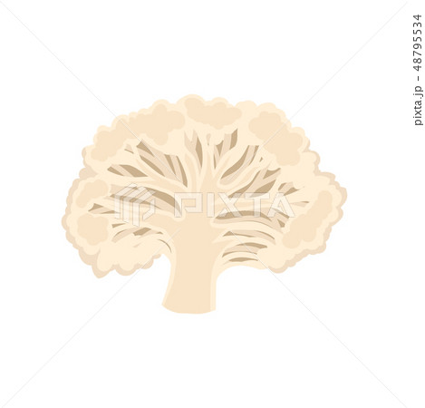 Cauliflower cut. Organic food concept. Vector illustration. 48795534