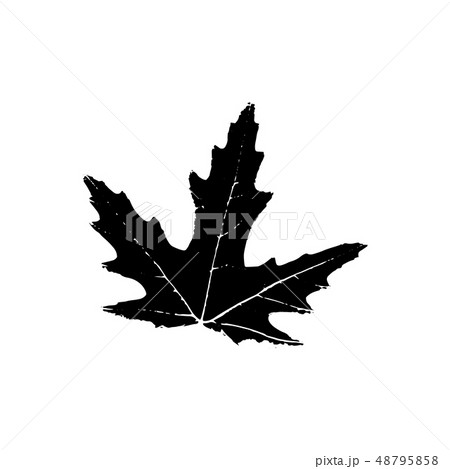 Tree leave silhouette. Plant and nature single isolated clipart 48795858