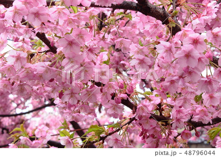 河津桜 河津桜 48796044