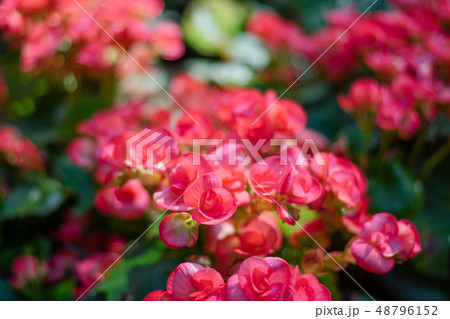 Numerous bright flowers of tuberous begonias Numerous bright flowers of tuberous begonias 48796152