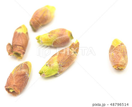 black currant buds black currant buds 48796514