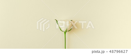Fresh white roses composition Fresh white roses composition 48796627