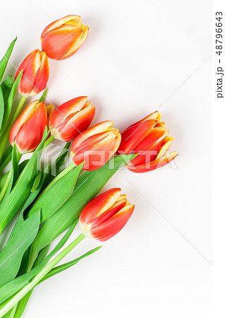 Red tulips flowers on white background 48796643