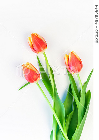 Red tulips flowers on white background Red tulips flowers on white background 48796644