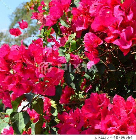 bougainvillea flowers 48796964