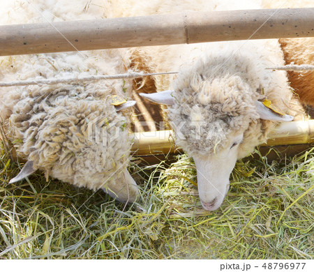 sheeps sheeps 48796977