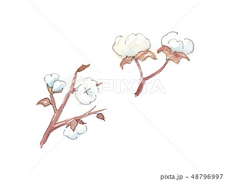 オーガニックコットン 棉花 のイラスト素材