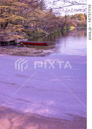 青森　弘前城の花筏　お濠に浮かんだ桜の花びら　観光船 48797456
