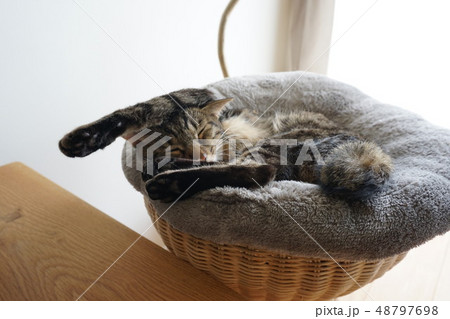眠る猫 48797698