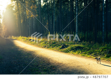 The dog on the track in the forest The dog on the track in the forest 48797707