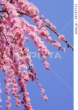 爽快な青空・爽やかな梅の花１ 48797712