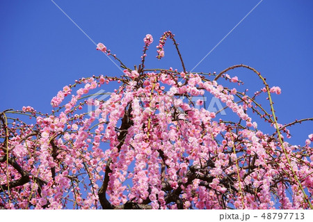爽快な青空・爽やかな梅の花2 爽快な青空・爽やかな梅の花2 48797713