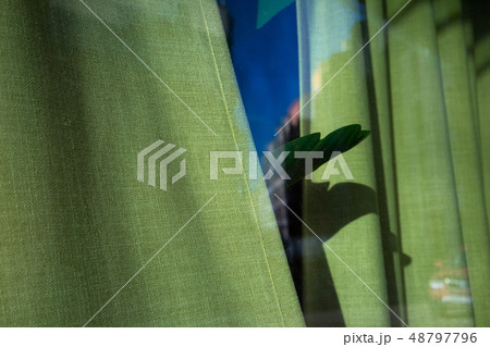 Plant leaf behind green curtains 48797796