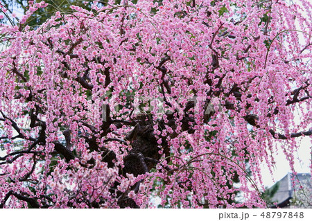 乱舞・枝垂れ梅1 乱舞・枝垂れ梅1 48797848