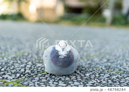 正面を向いた鳩 正面を向いた鳩 48798284