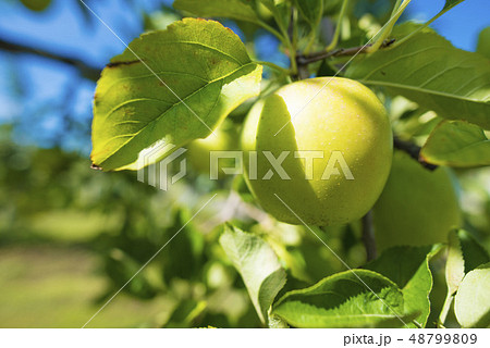 りんご 48799809