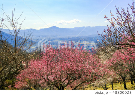 宝登山梅林と武甲山 宝登山梅林と武甲山 48800023