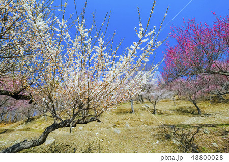 宝登山梅百花園２ 48800028