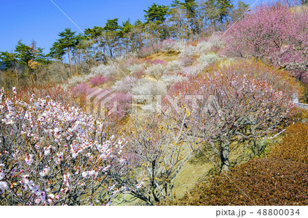 宝登山梅百花園４ 48800034