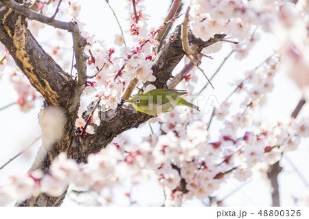 梅とメジロ 48800326