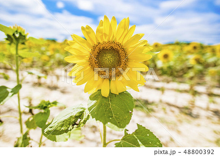 ひまわり 48800392