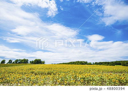 ひまわり畑 ひまわり畑 48800394