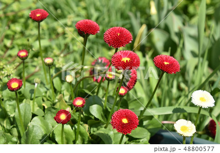 デージー（雛菊） 48800577