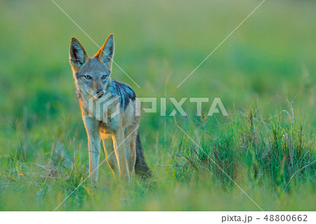 Jackal and evening sunlight, walking in the grass Jackal and evening sunlight, walking in the grass 48800662