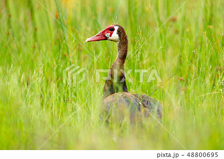 Spur-winged goose, Plectropterus gambensis Spur-winged goose, Plectropterus gambensis 48800695