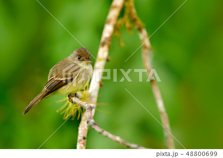 ochre-bellied flycatcher, Mionectes oleagineus 48800699