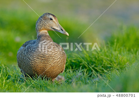 Eider, Somateria mollissima, hidden in the grass 48800701