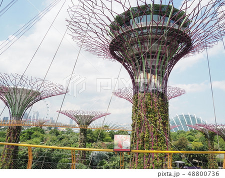ガーデンズバイザベイ Gardens by the bay ガーデンズバイザベイ Gardens by the bay 48800736