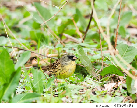 スズメ目ホオジロ科アオジ 48800798