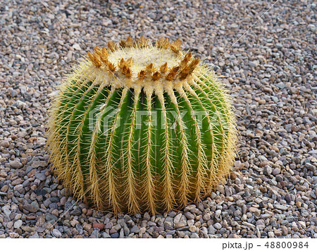 Image of the melocactus that finished blossoming Image of the melocactus that finished blossoming 48800984