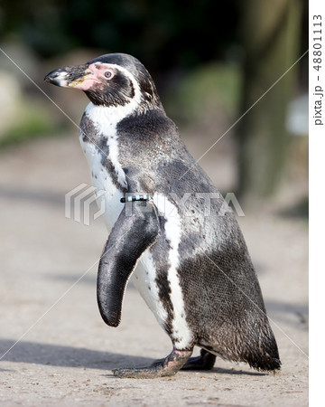 Pinguin in captivity 48801113