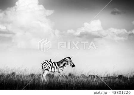 Black and white Africa. Zebra with stormy dark sky 48801220