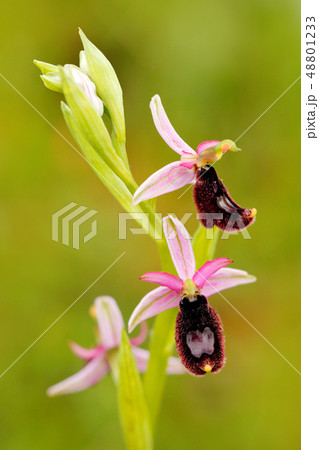 Ophrys bertolonii, orchid from Gargano in Italy 48801233