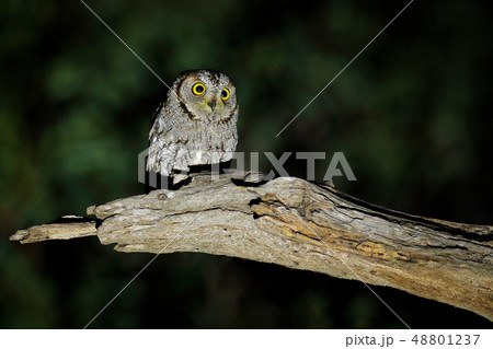 African scops owl, Otus senegalensis African scops owl, Otus senegalensis 48801237