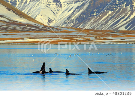Group of killer whale near the Iceland mountain Group of killer whale near the Iceland mountain 48801239