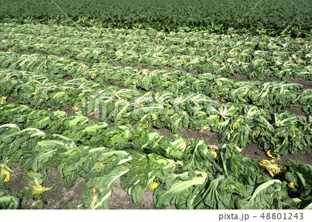 高菜収穫 高菜収穫 48801243