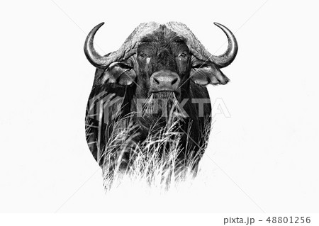 African Buffalo, Cyncerus cafer, in the grass 48801256