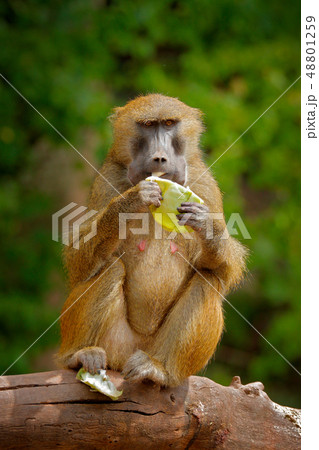 Guinea baboon, Papio papio, monkey from Guinea Guinea baboon, Papio papio, monkey from Guinea 48801259