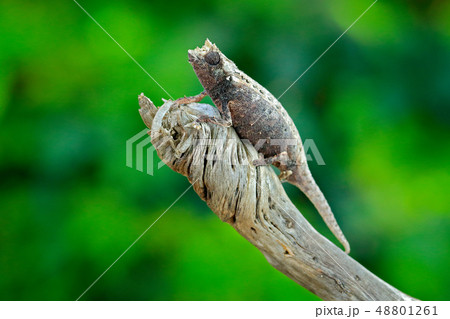 Brookesia thieli, Thiel's Pygmy-Chameleon Brookesia thieli, Thiel's Pygmy-Chameleon 48801261