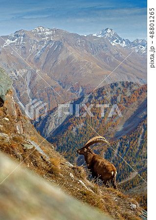 Alpine Ibex, Capra ibex, with orange larch trees 48801265