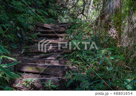 山 / 自然 / 森 / 登山 / 山道のイメージ 山 / 自然 / 森 / 登山 / 山道のイメージ 48801654
