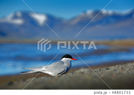 White bird with black cap, Arctic Tern 48801733